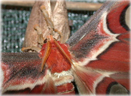  Attacus Atlas