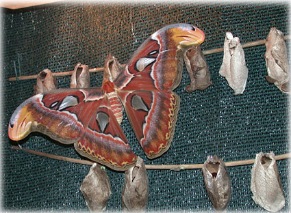  Attacus Atlas