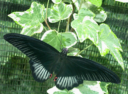 Papilio memnon