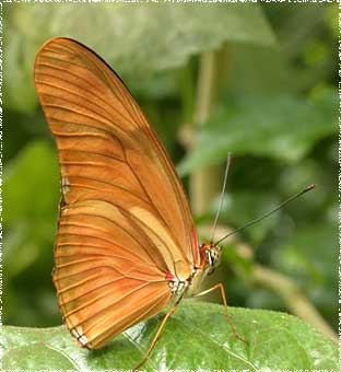 Dryas Julia