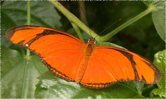 Dryas