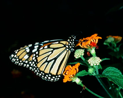 Le Monarque  Danaus plexippus