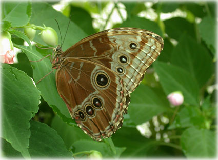 Morpho