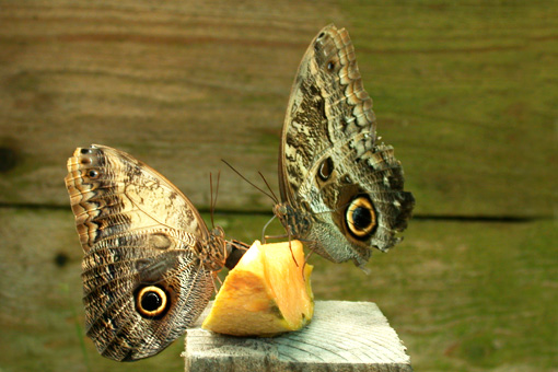 Morpho