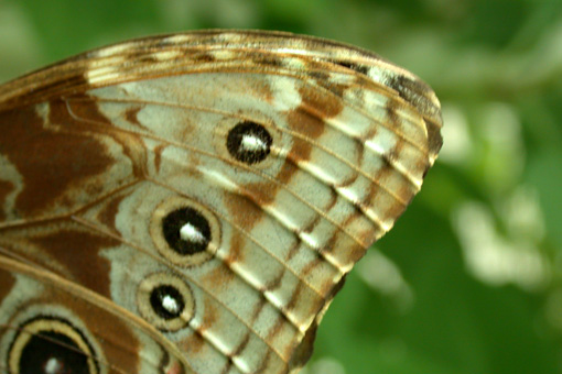 Morpho