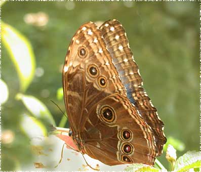 Morpho