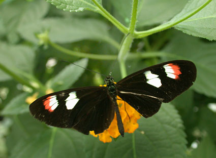 papillon tropical