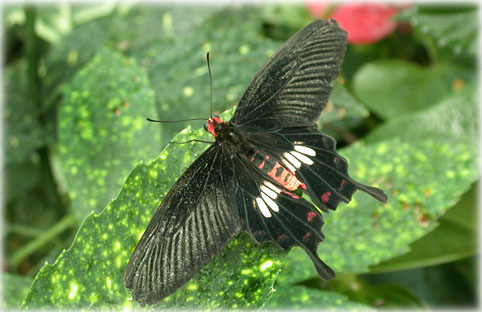 Papilio polytes