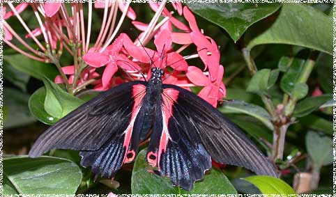 Papilio rumanzovia