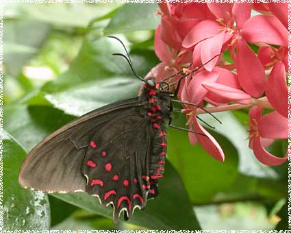 Parides Photinus