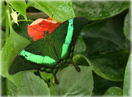 Papilio palinurus