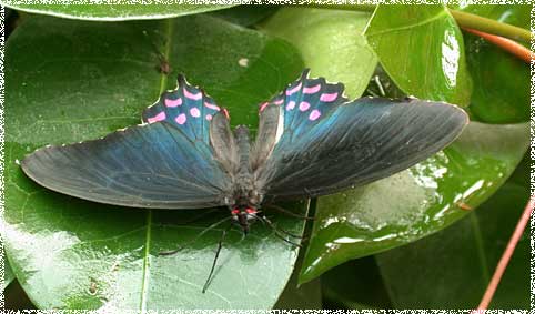 parides