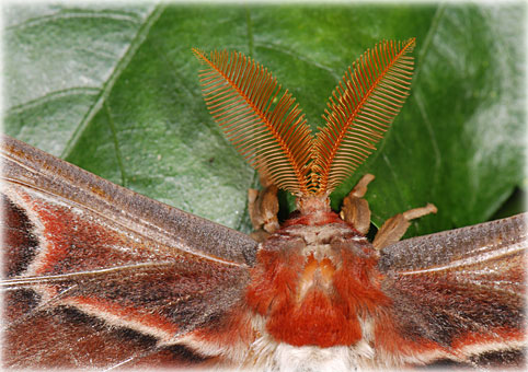  Attacus Atlas