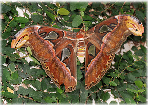  Attacus Atlas