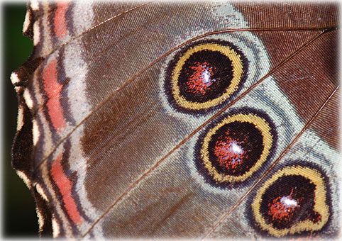  Morpho