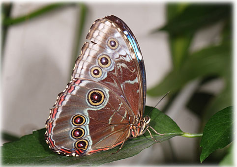  Morpho