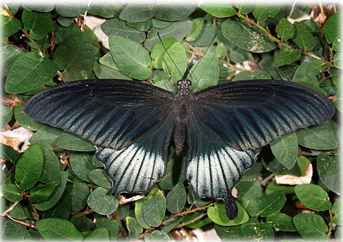 Papilio memnon