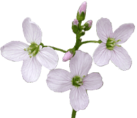 fleur dco