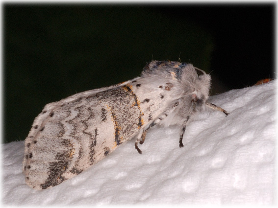 Furcula bifida