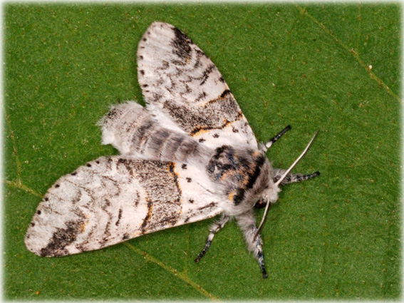 Furcula bifida