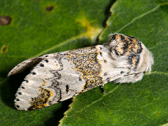 Furcula bifida