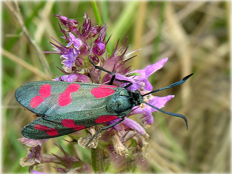 zygaena-filipendulae_3