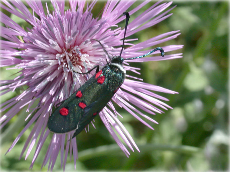 zygaena_lavandulae-i