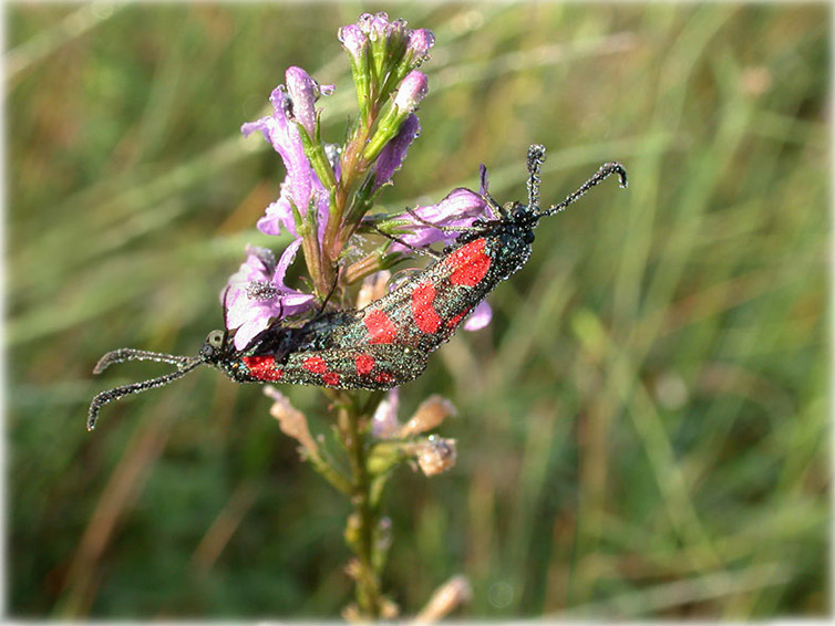 zygaena-filipendula_acc7