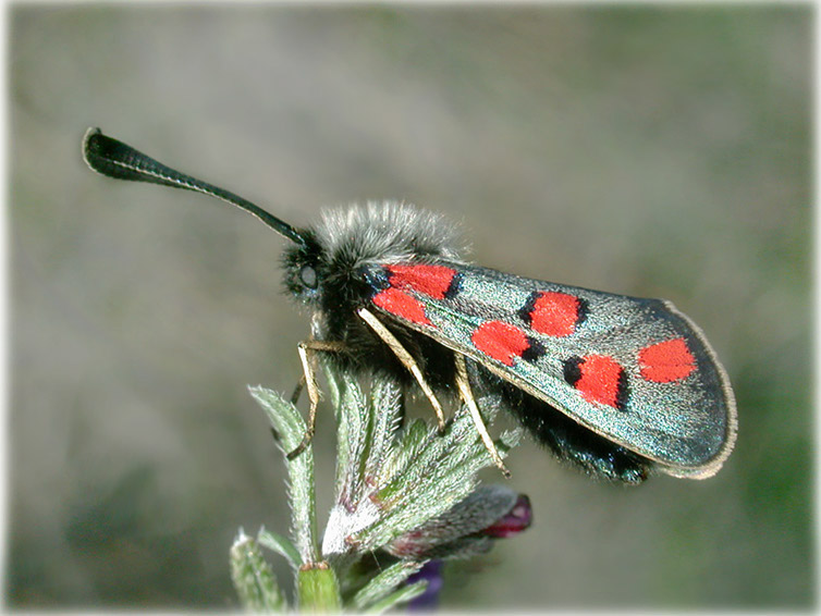 zygaena_rhadamanthus-3