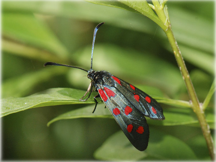 zygaena-filipendulae-437