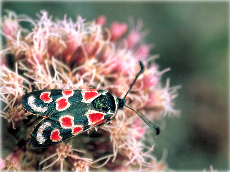 zygaena-occitanica-43