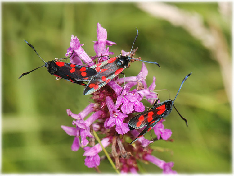 zygaena_filipendulae_33