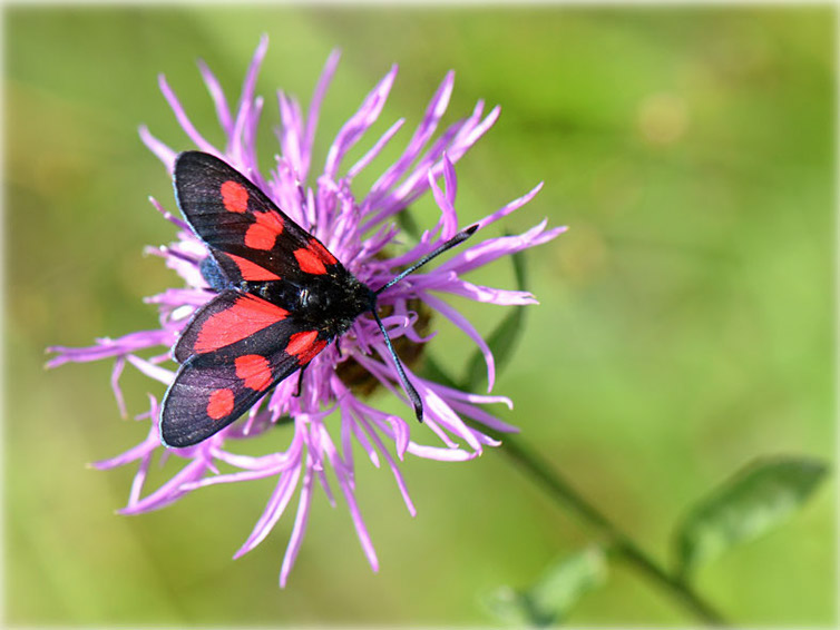 zygaena_trifoli_1373