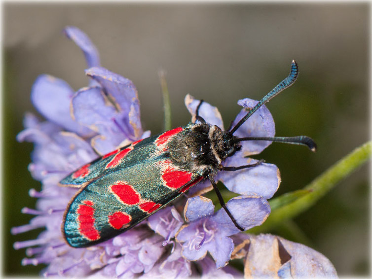 zygaena_carniolica_0113