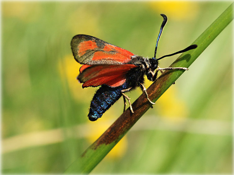 zygaena-purpuralis-2