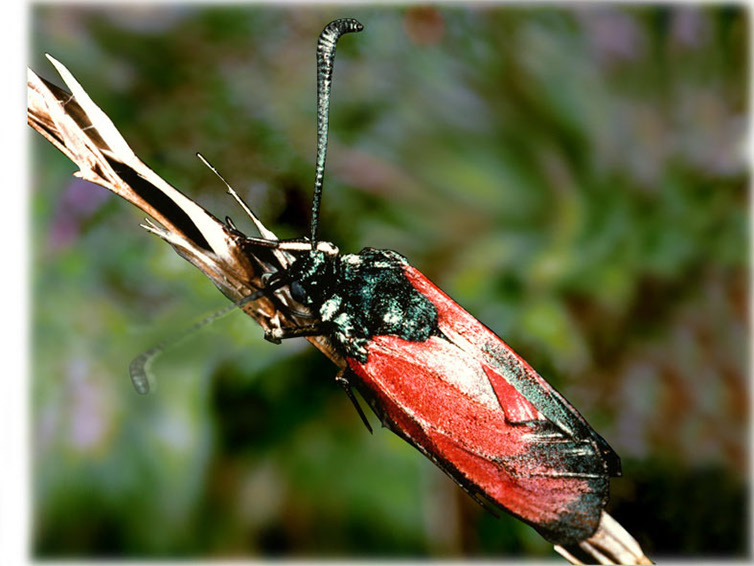 zygaena-erythrus