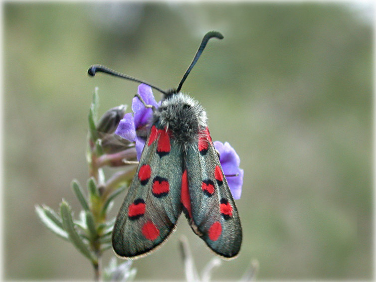 zygaena_rhadamanthus_2