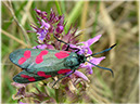 zygaena-filipendulae_3