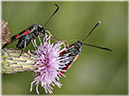 zygaena_532