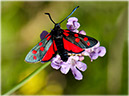 zygaena_filipendulae_2675