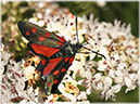 zygaena_ephialtes_317