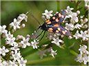 zygaena_filipendulae_78