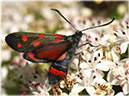 zygaena_ephialtes_316