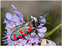 zygaena_carniolica_0113