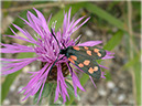 zygaena-filipendula_44