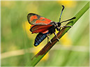 zygaena-purpuralis-2