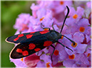 zygaena-filipendulae-i