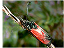 zygaena-erythrus