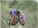 zygaena_rhadamanthus_2