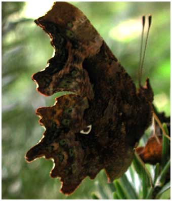 Polygonia c-album